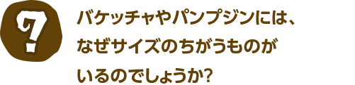 バケッチャやパンプジンには、なぜサイズのちがうものがいるのでしょうか？