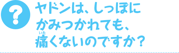 ヤドンは、しっぽにかみつかれても、痛くないのですか？